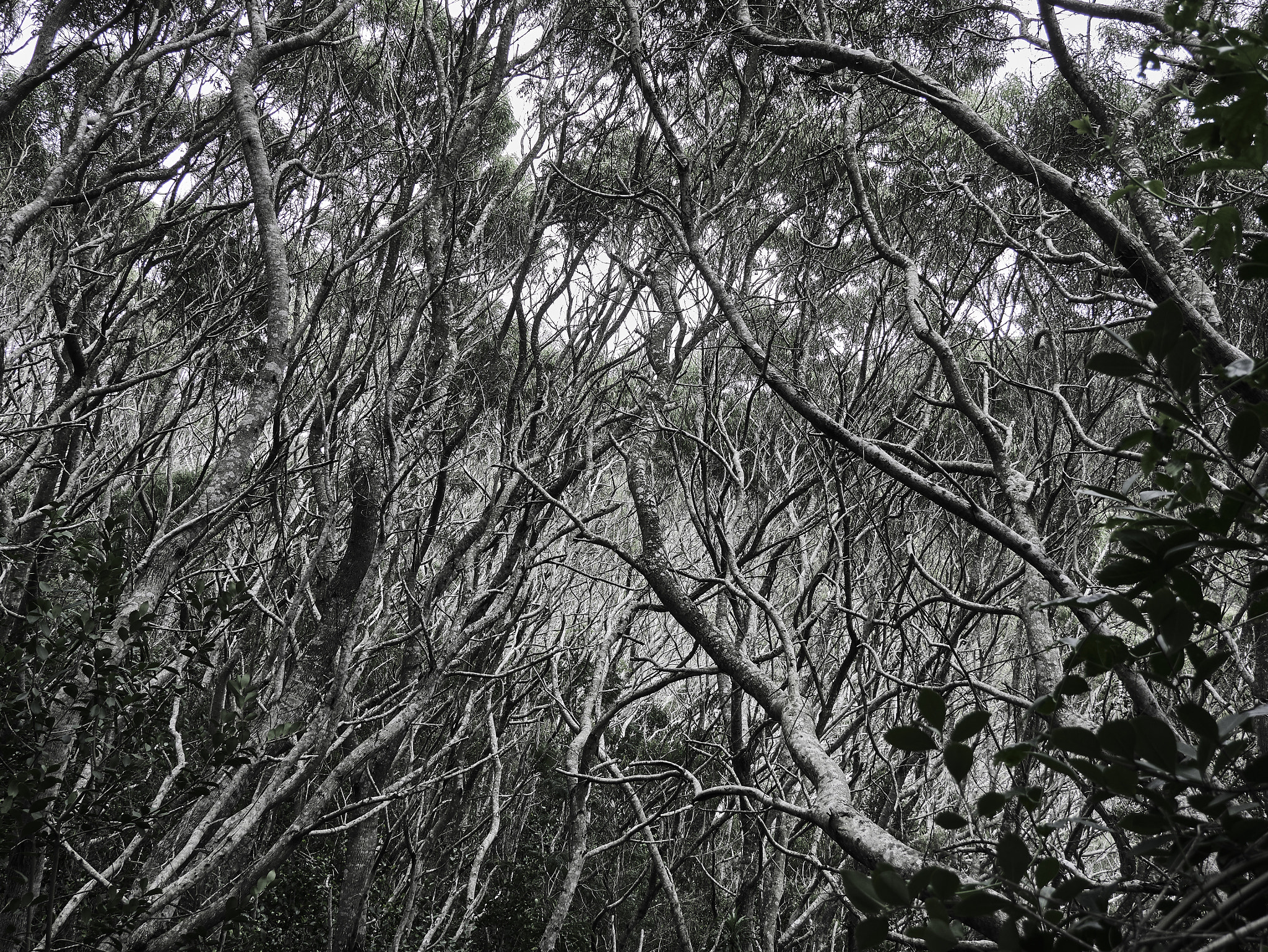 Panasonic Lumix DMC-G85 (Lumix DMC-G80) sample photo. Trees & roots 5 photography