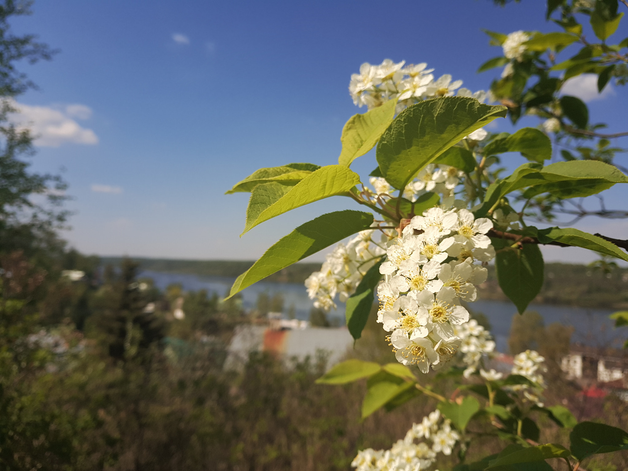 Meizu PRO 6 Plus sample photo. Spring, on the volga. photography