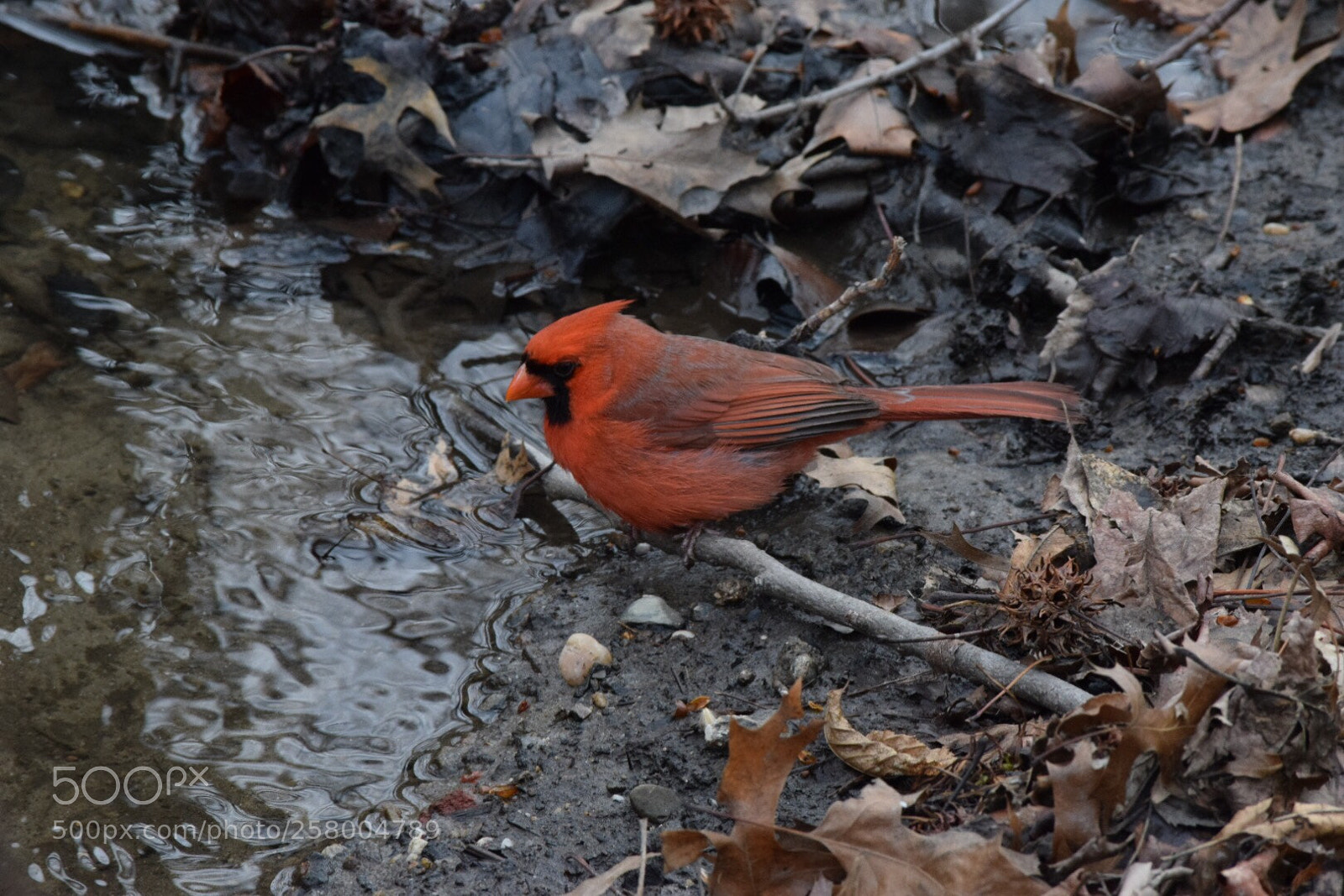Nikon D3300 sample photo. Going for a drink photography
