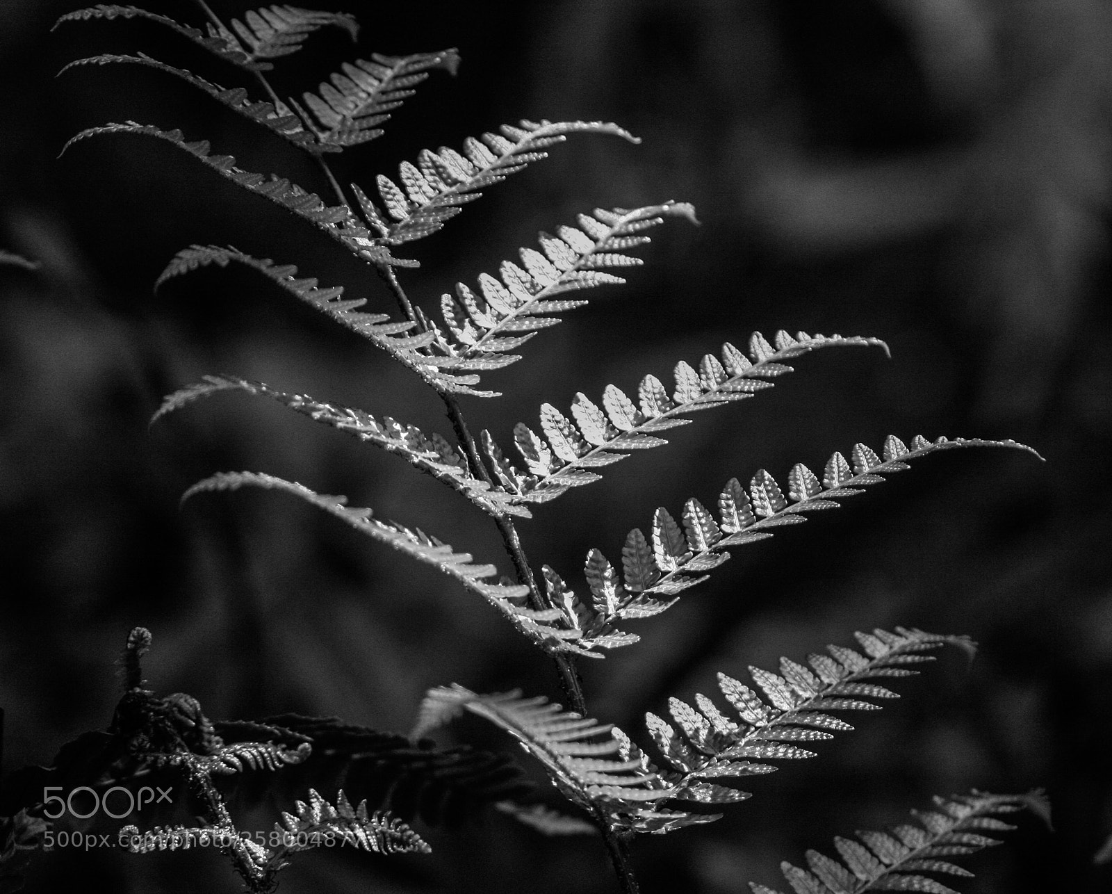 Canon EOS 350D (EOS Digital Rebel XT / EOS Kiss Digital N) sample photo. Fern photography