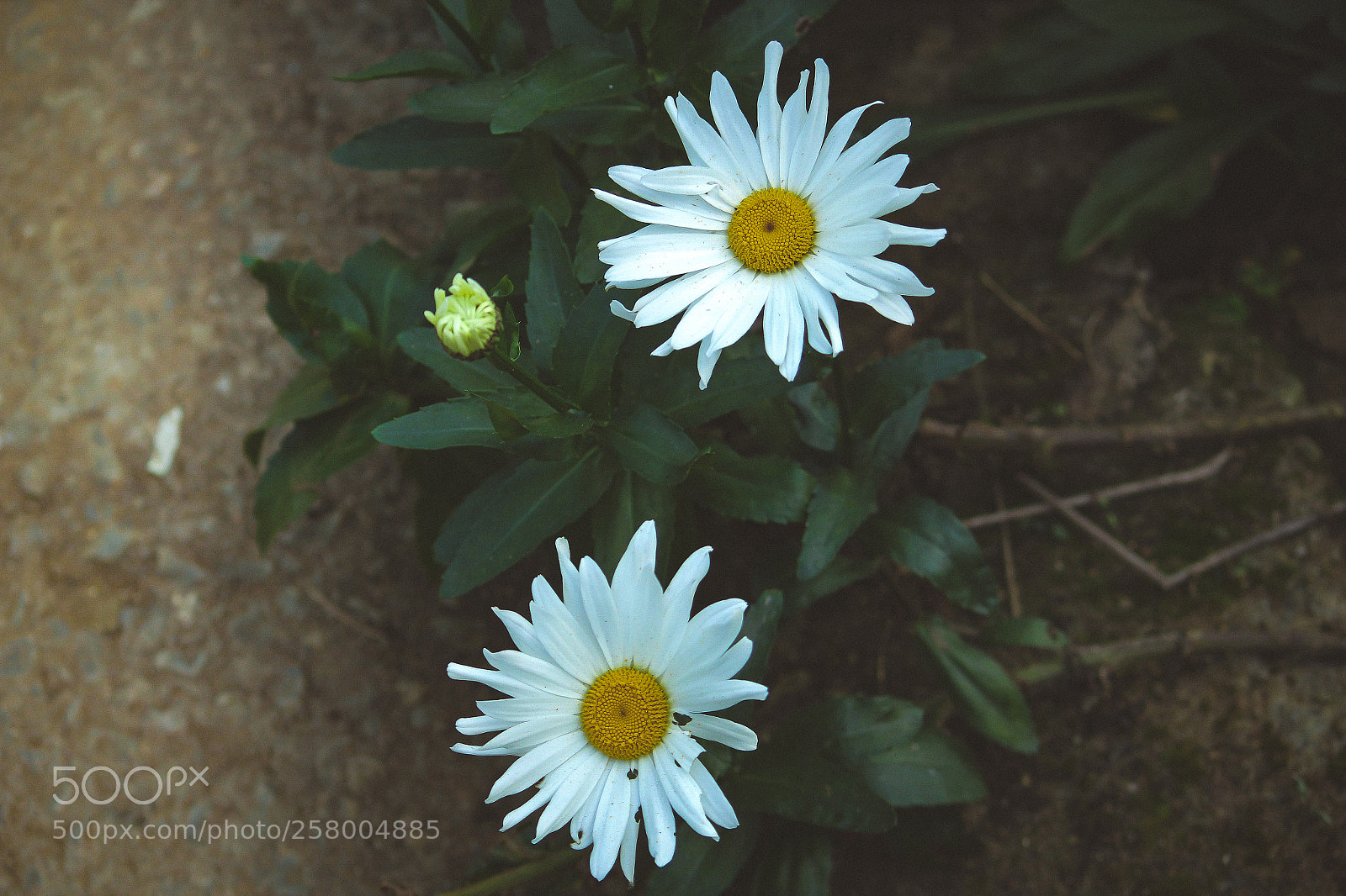 Canon EOS 550D (EOS Rebel T2i / EOS Kiss X4) sample photo. White flowers photography