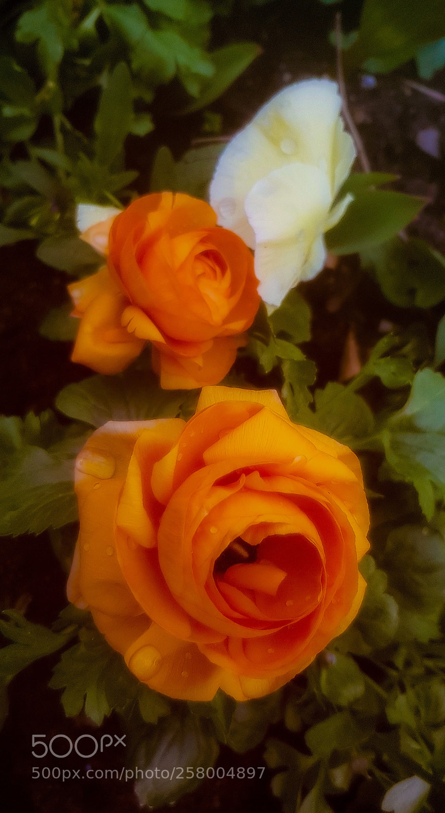 Samsung Galaxy S8 sample photo. Light red roses in photography
