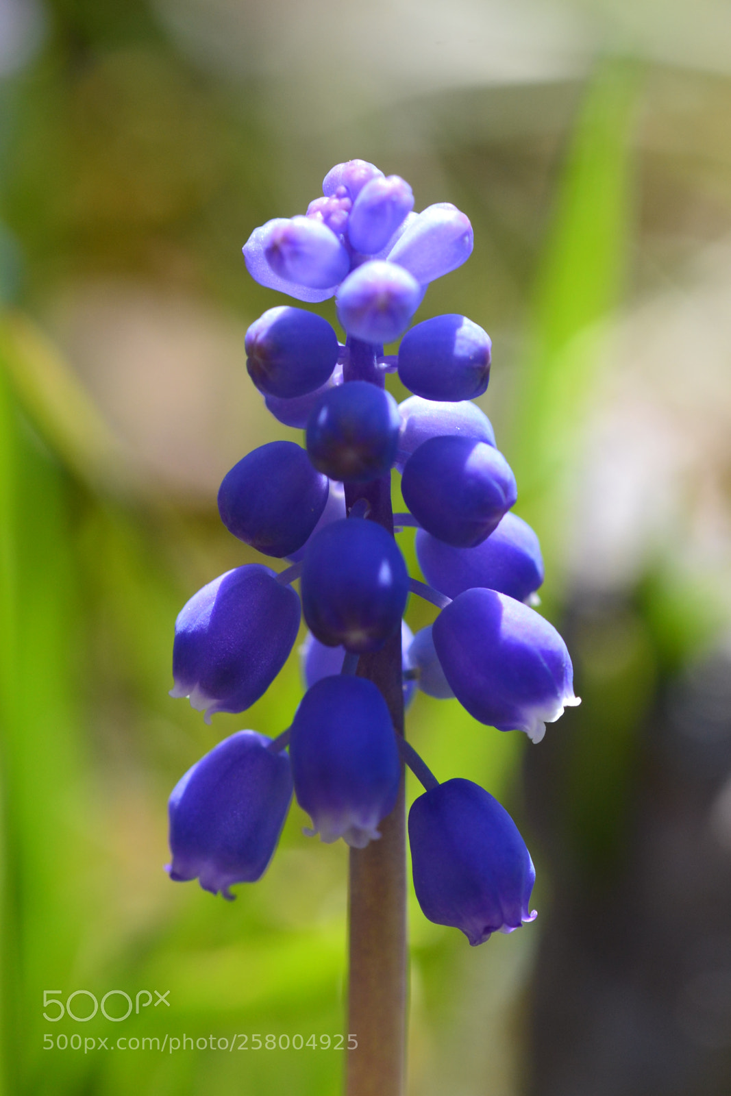 Nikon D3100 sample photo. Purple flower photography