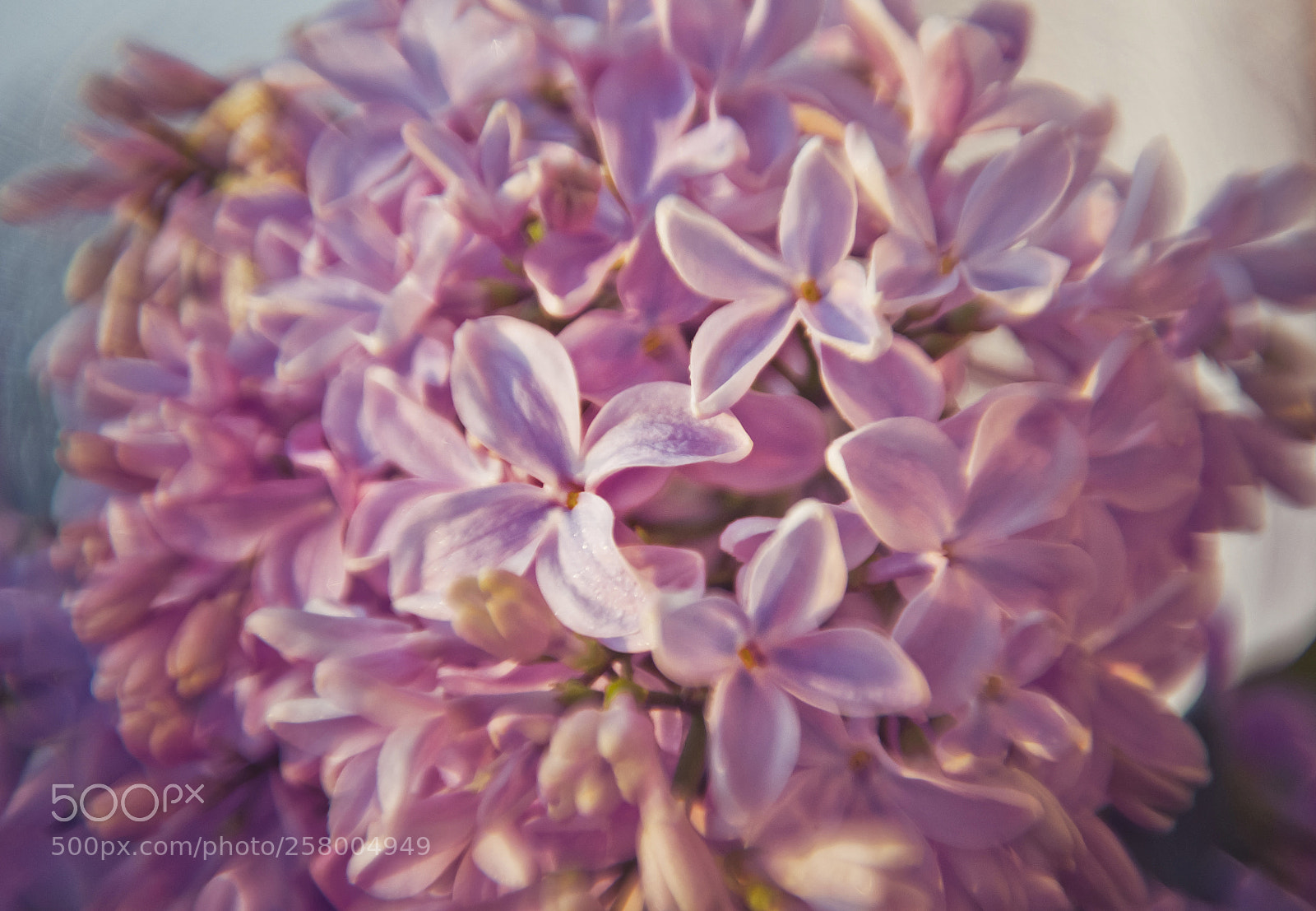 Nikon D3100 sample photo. Lilac photography