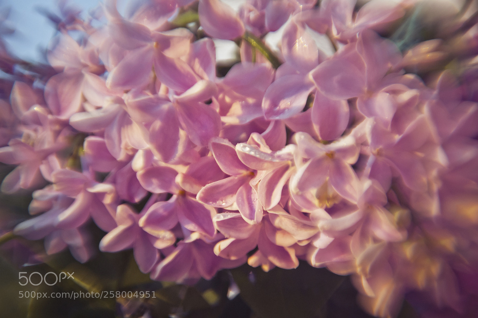 Nikon D3100 sample photo. Lilac photography