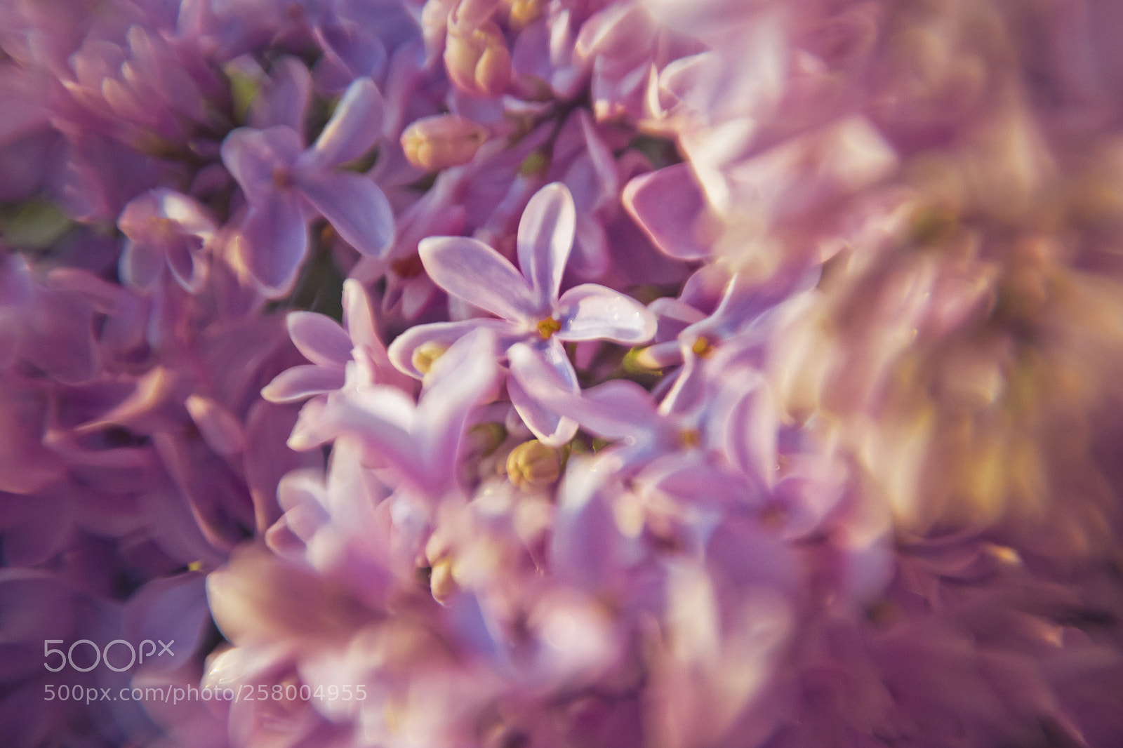 Nikon D3100 sample photo. Lilac photography
