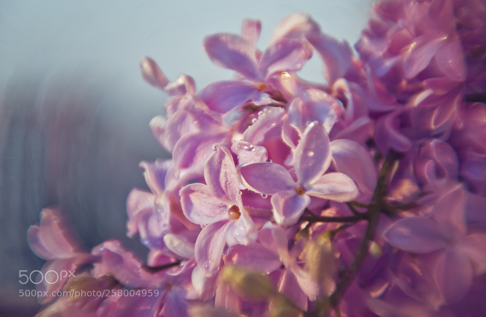 Nikon D3100 sample photo. Lilac photography