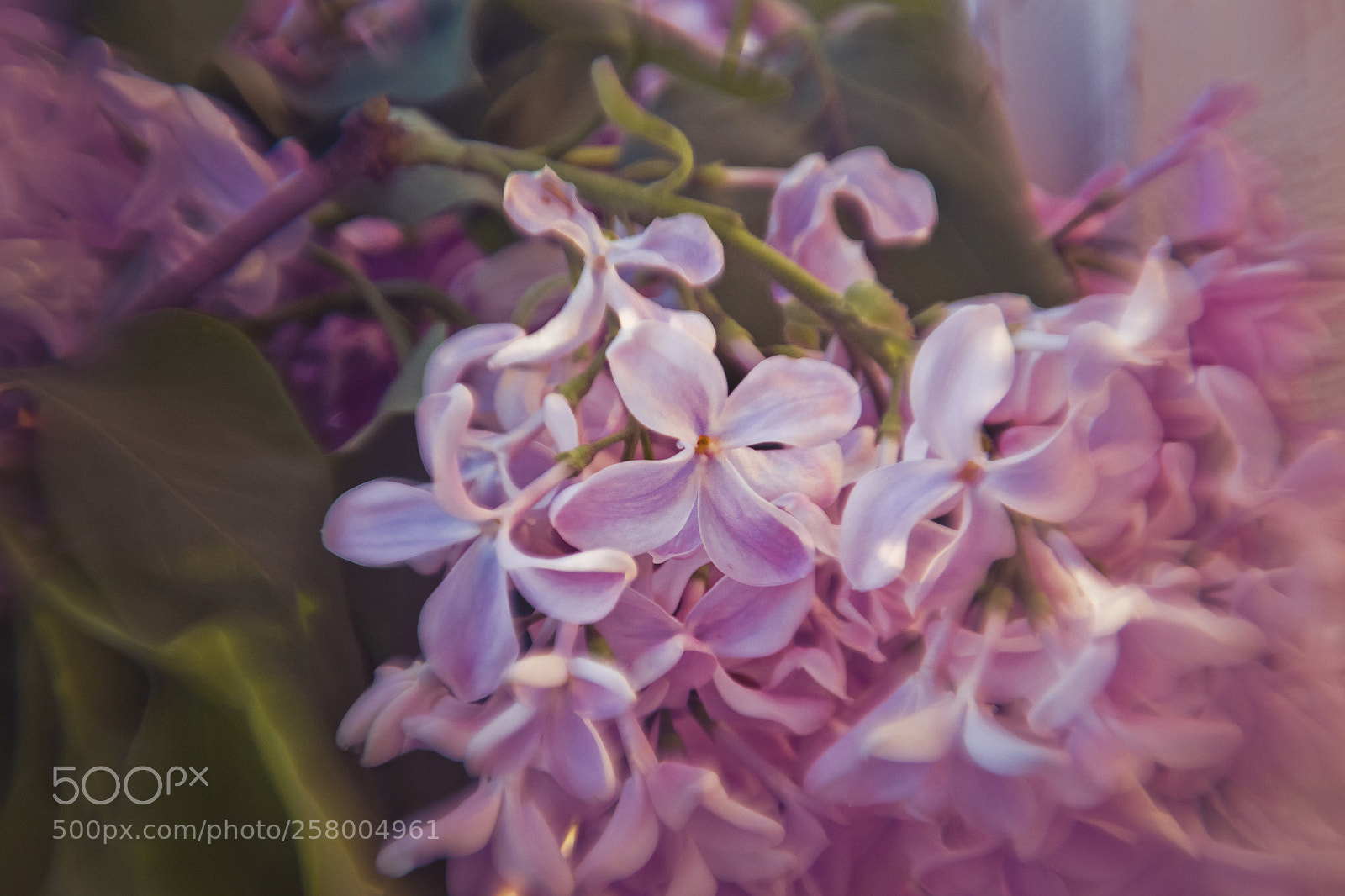 Nikon D3100 sample photo. Lilac photography