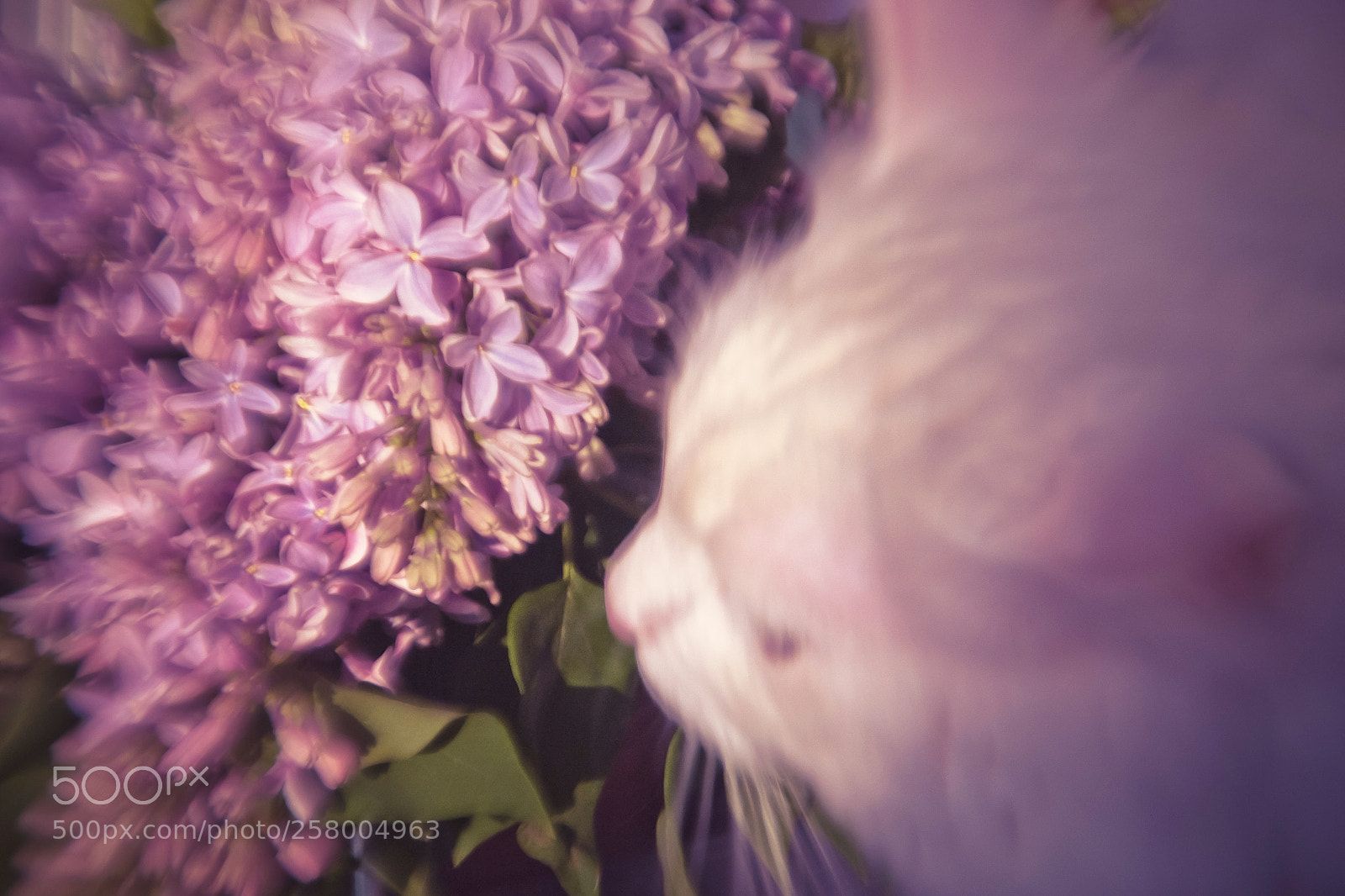 Nikon D3100 sample photo. Lilac photography