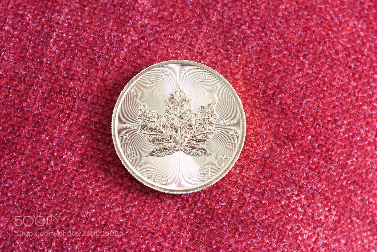 Nikon D810 sample photo. Maple ?  photography