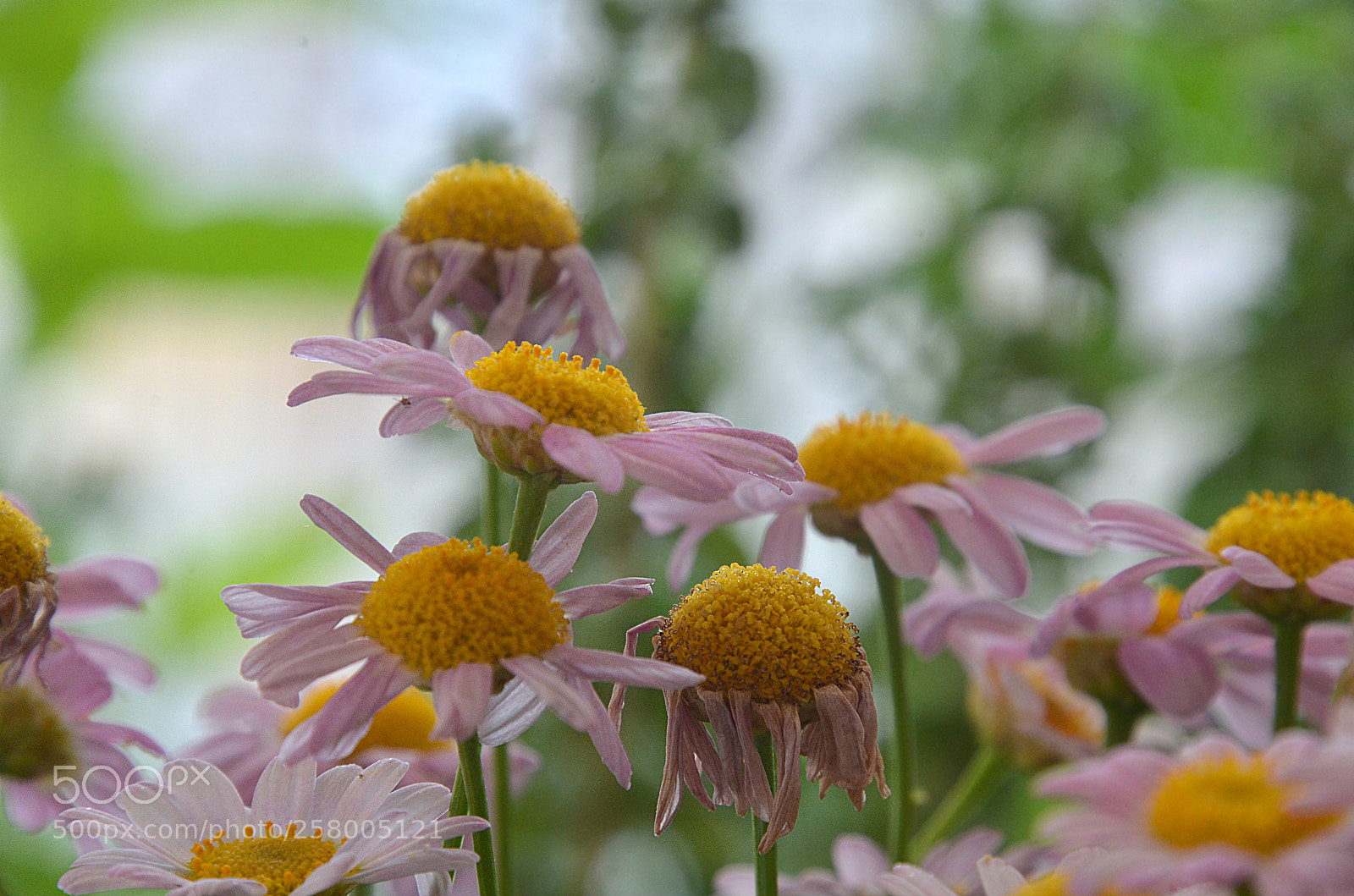 Nikon D7000 sample photo. New pot 2 photography