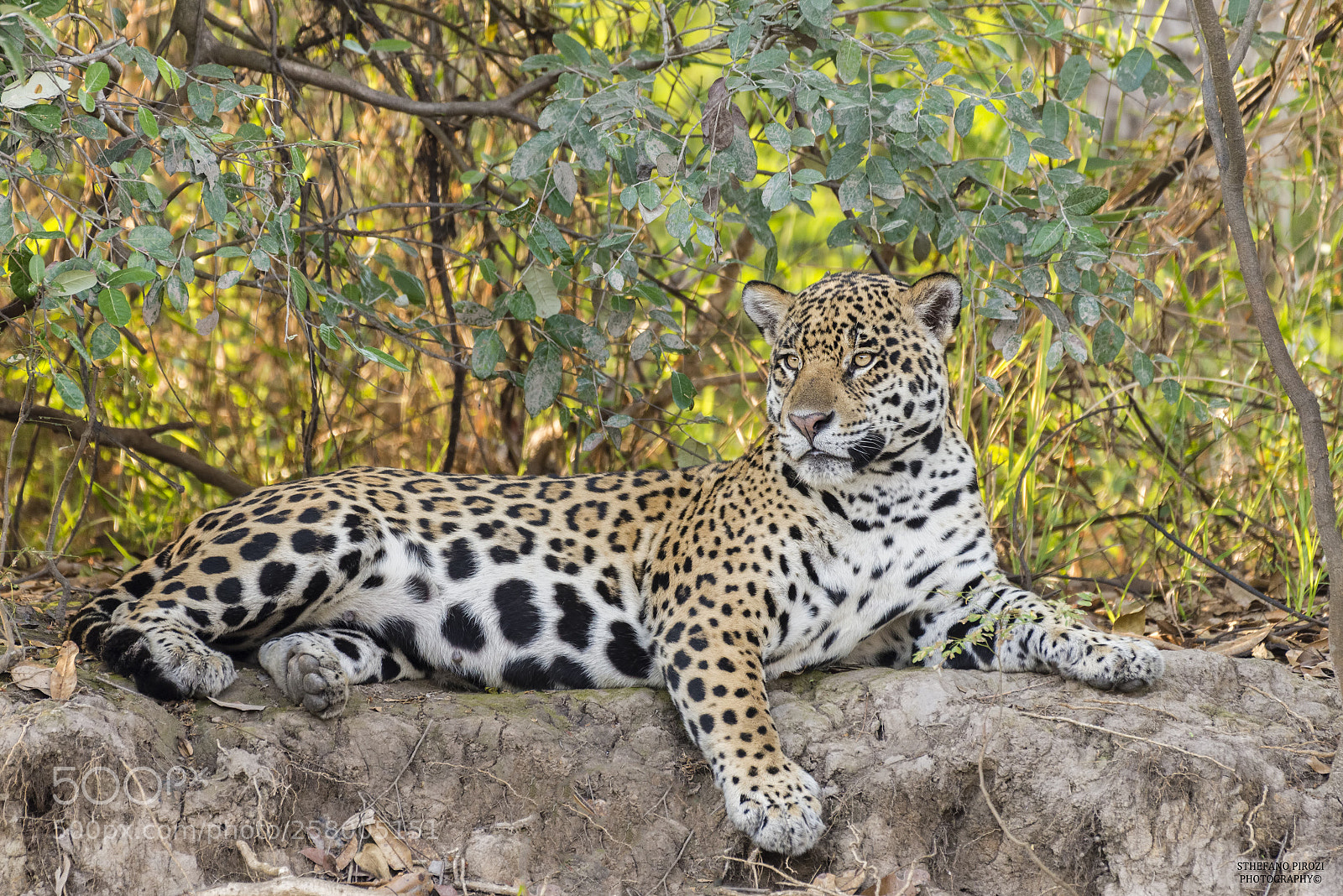 Nikon D600 sample photo. Jaguar photography