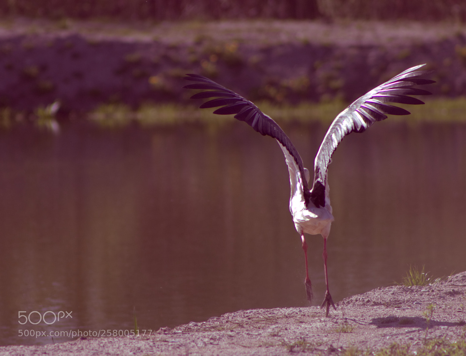 Canon EOS 600D (Rebel EOS T3i / EOS Kiss X5) sample photo. Stork photography