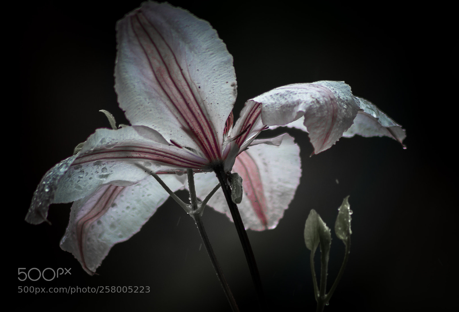 Canon EOS 600D (Rebel EOS T3i / EOS Kiss X5) sample photo. Clematite under rain photography