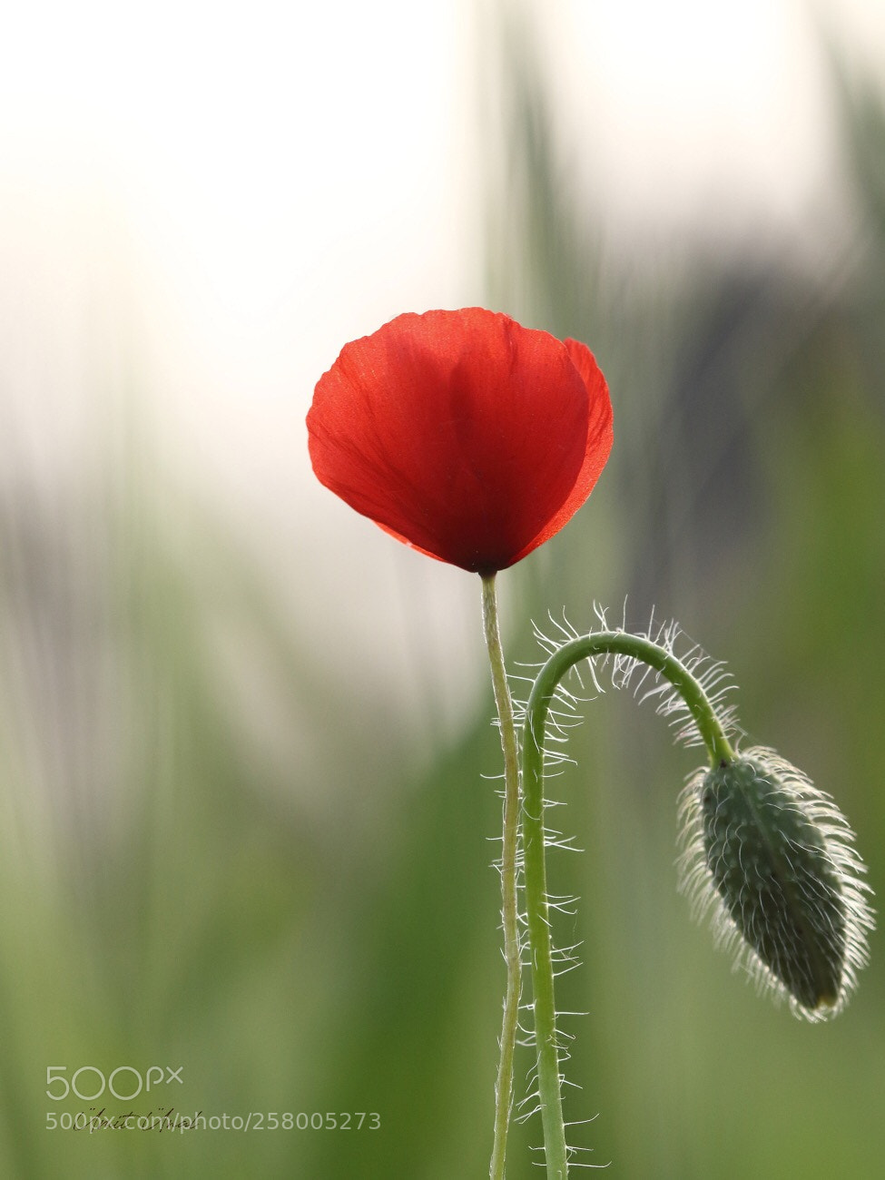 Canon EOS 7D Mark II sample photo. Poppy photography