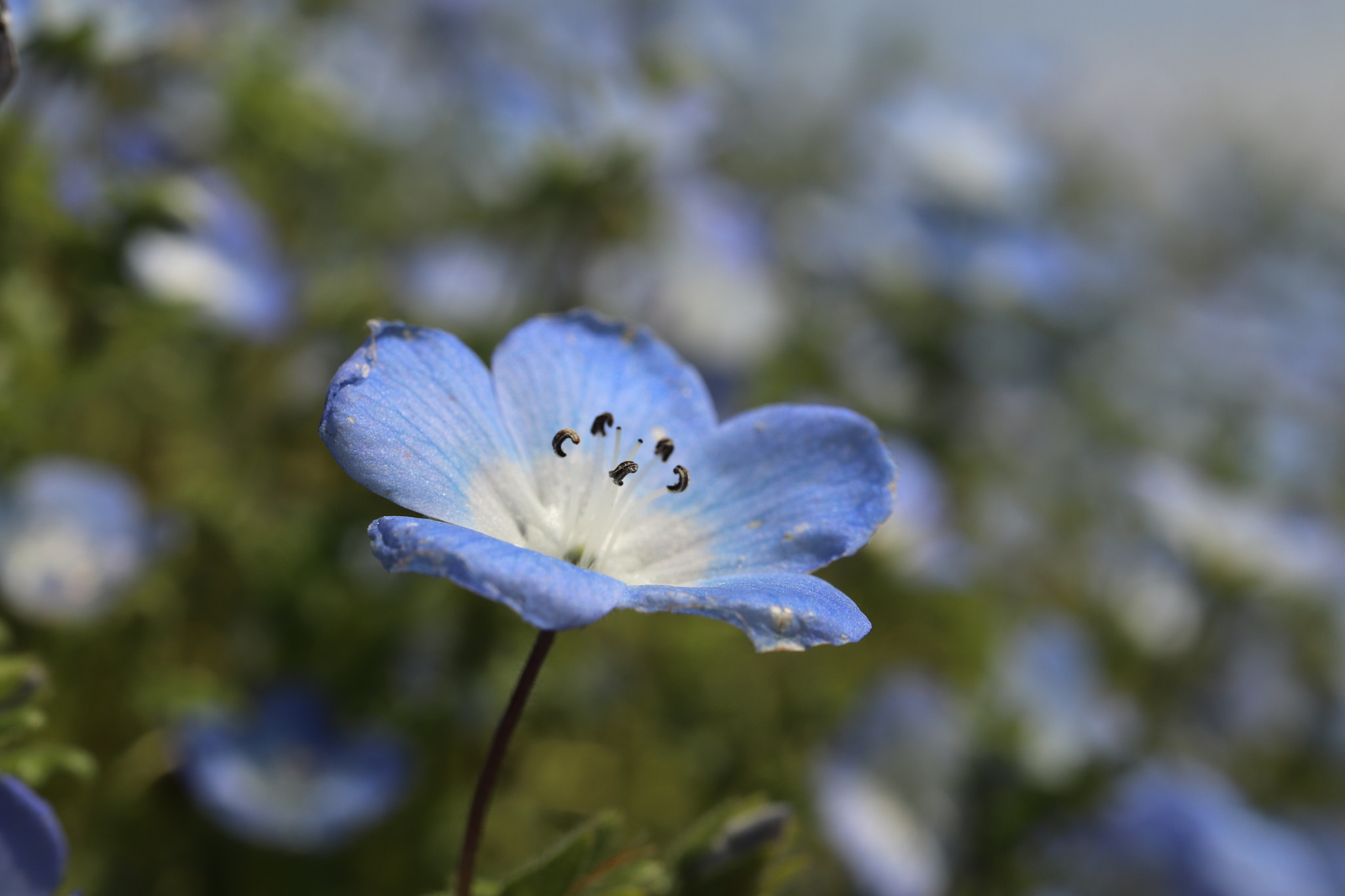 Canon EF-S 35mm F2.8 Macro IS STM sample photo. Nemophilia photography