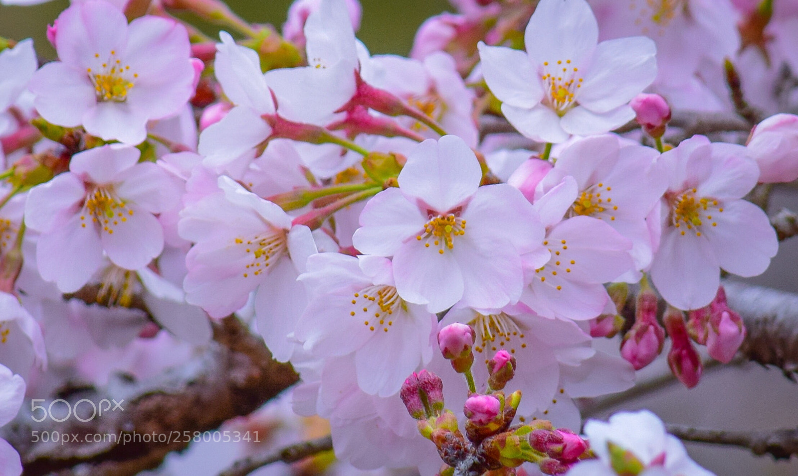 Nikon D5300 sample photo. Refreshers xlll photography