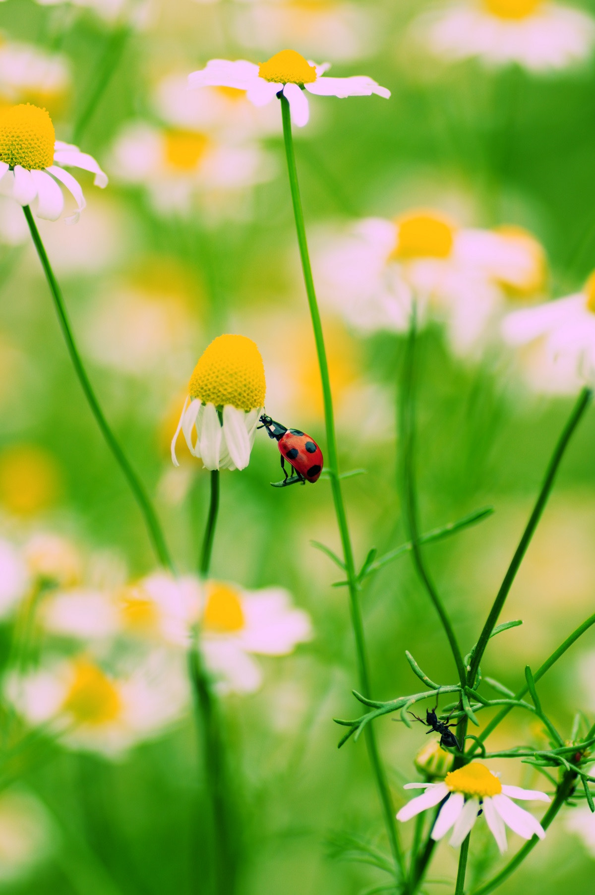 Pentax K-3 II + Pentax smc D-FA 100mm F2.8 Macro WR sample photo. Leave me alone. photography