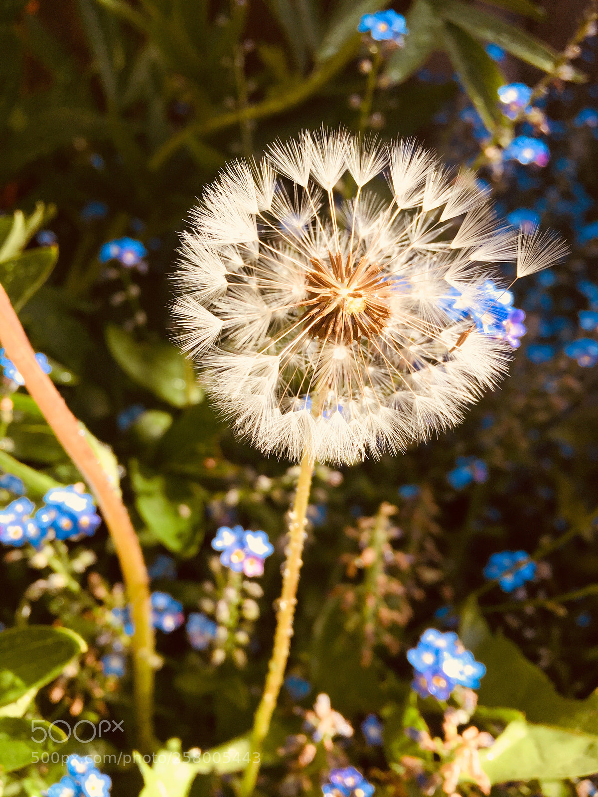 Apple iPhone 6 sample photo. Dandelion clock photography