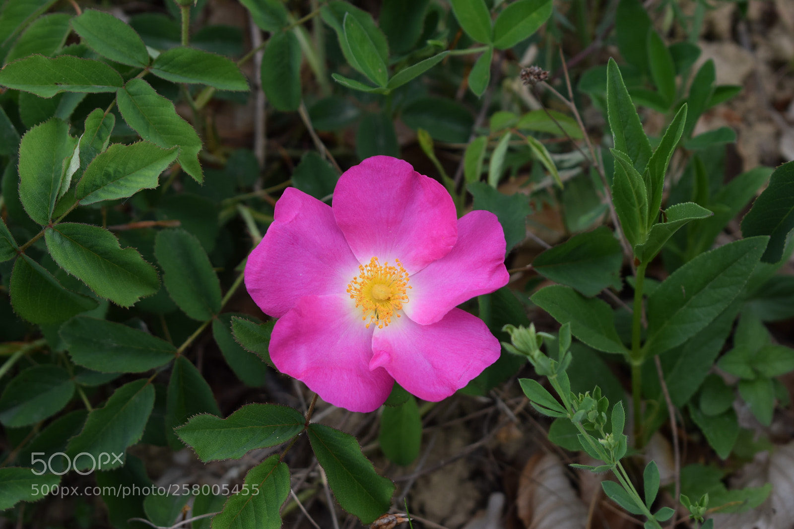 Nikon D3300 sample photo. Dsc photography