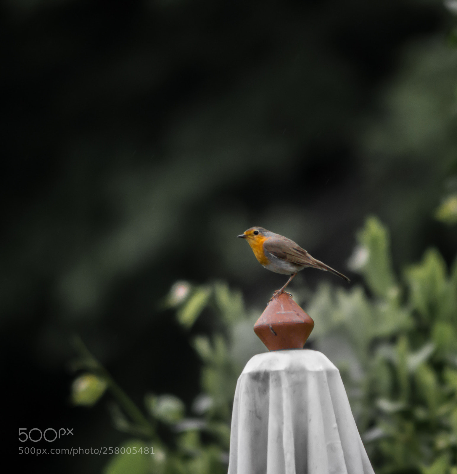 Canon EOS 600D (Rebel EOS T3i / EOS Kiss X5) sample photo. A robin on an photography
