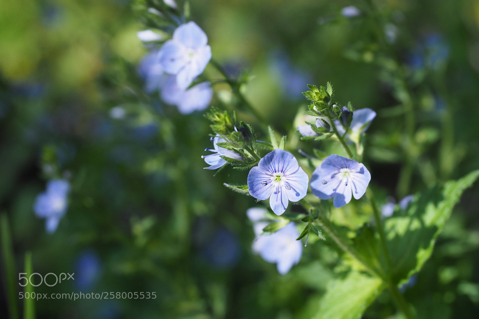 Olympus OM-D E-M5 II sample photo. Spring photography