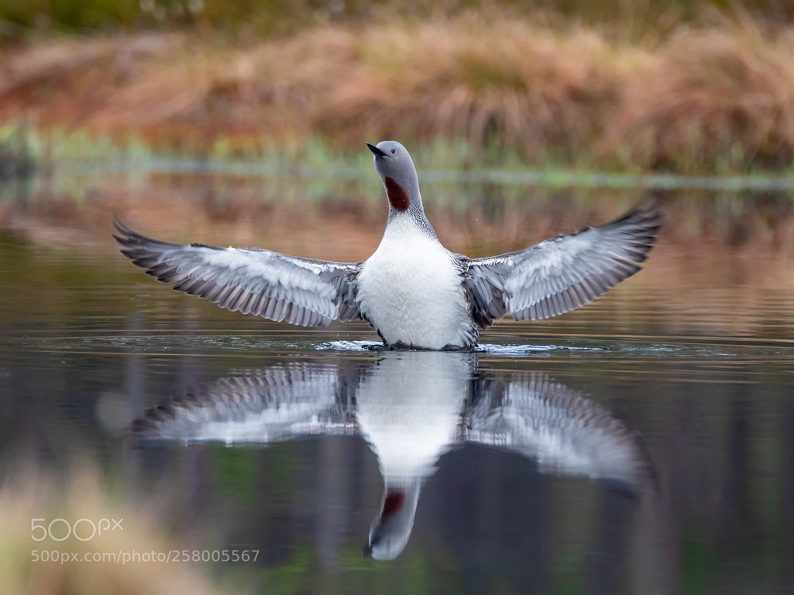 Canon EOS 5D Mark IV sample photo. Red-throated diver 3 photography