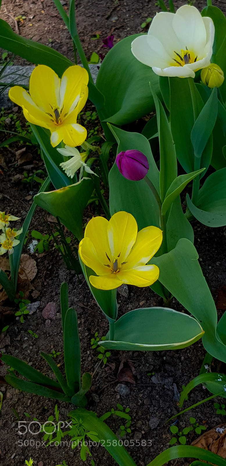 Samsung Galaxy S8 sample photo. Tulips growing in dark photography