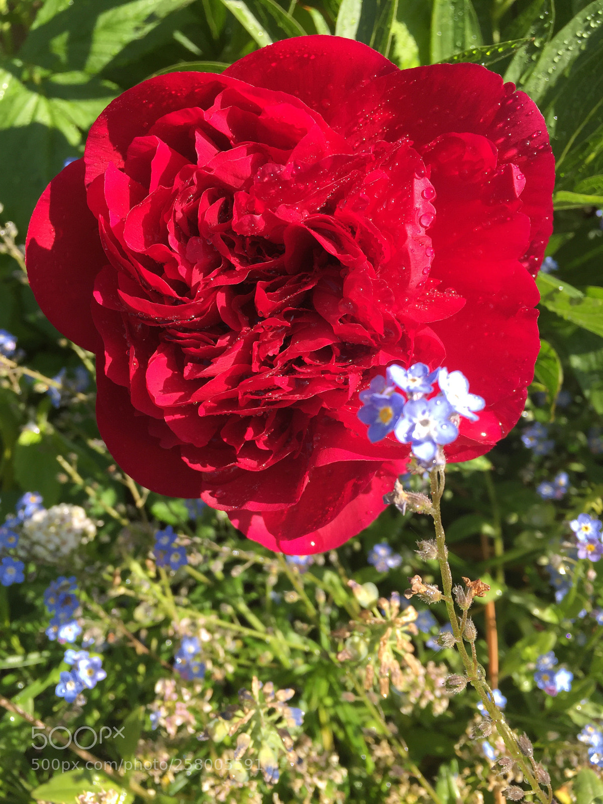 Apple iPhone 6 sample photo. Peony  photography