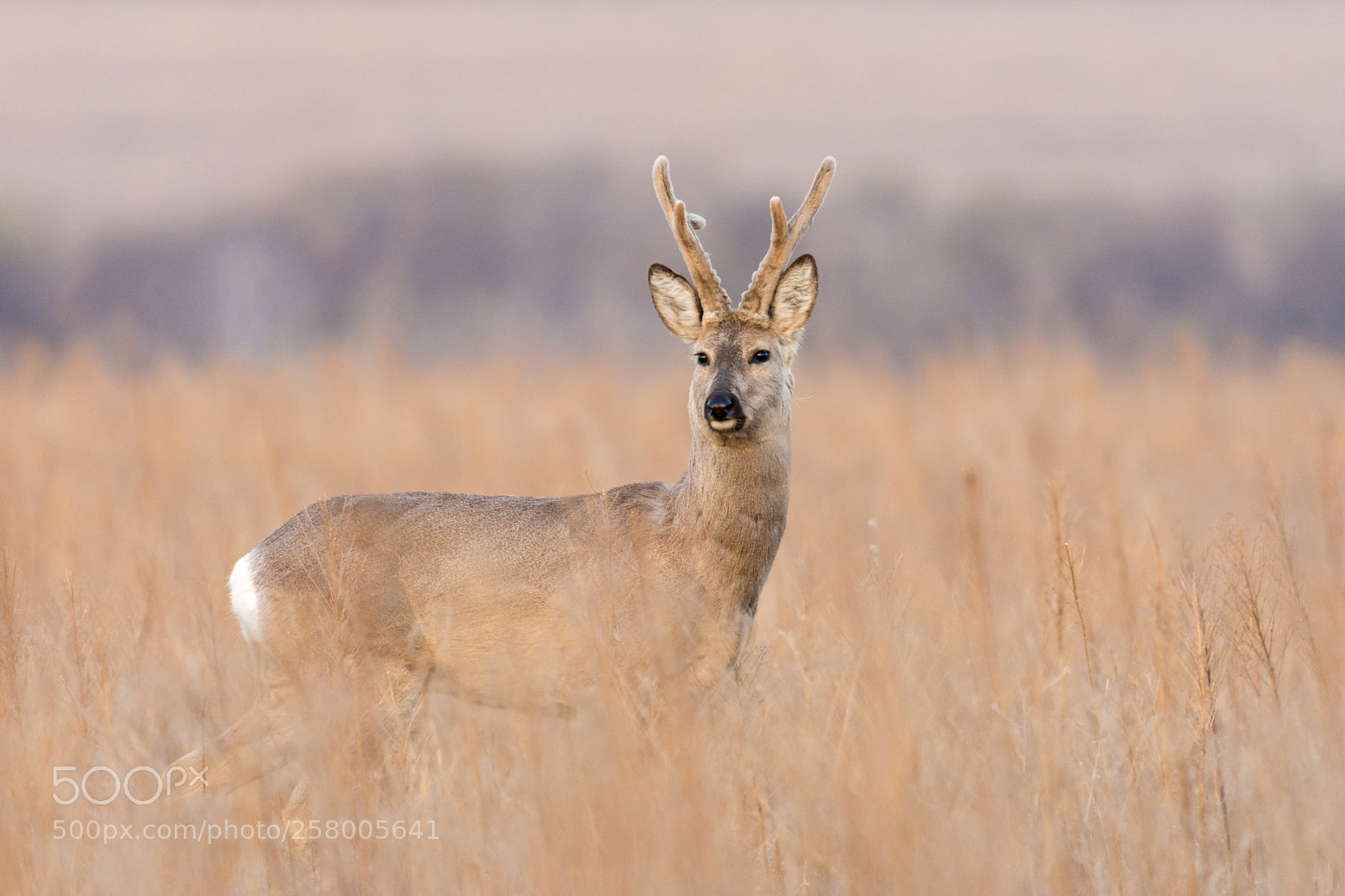 Nikon D7200 sample photo. Roe deer photography