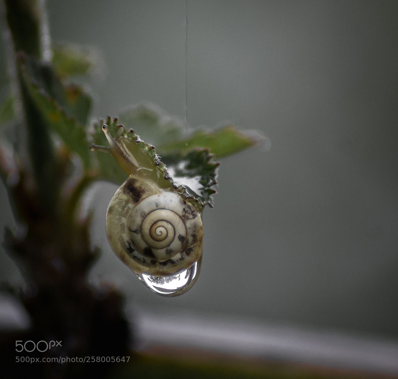 Canon EOS 600D (Rebel EOS T3i / EOS Kiss X5) sample photo. Snail in the rain photography