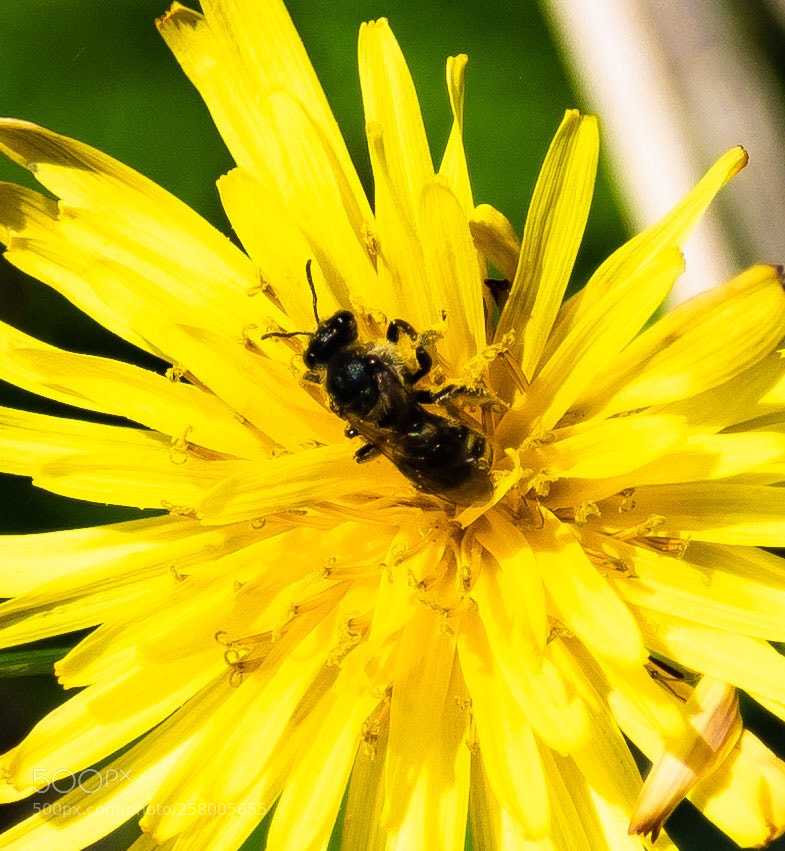 Nikon D5600 sample photo. Yellow photography