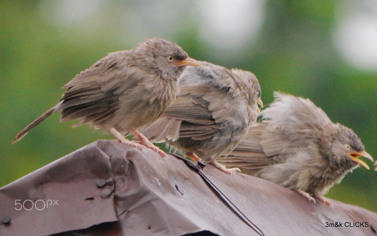 Panasonic Lumix DMC-GH2 sample photo. Birds... photography