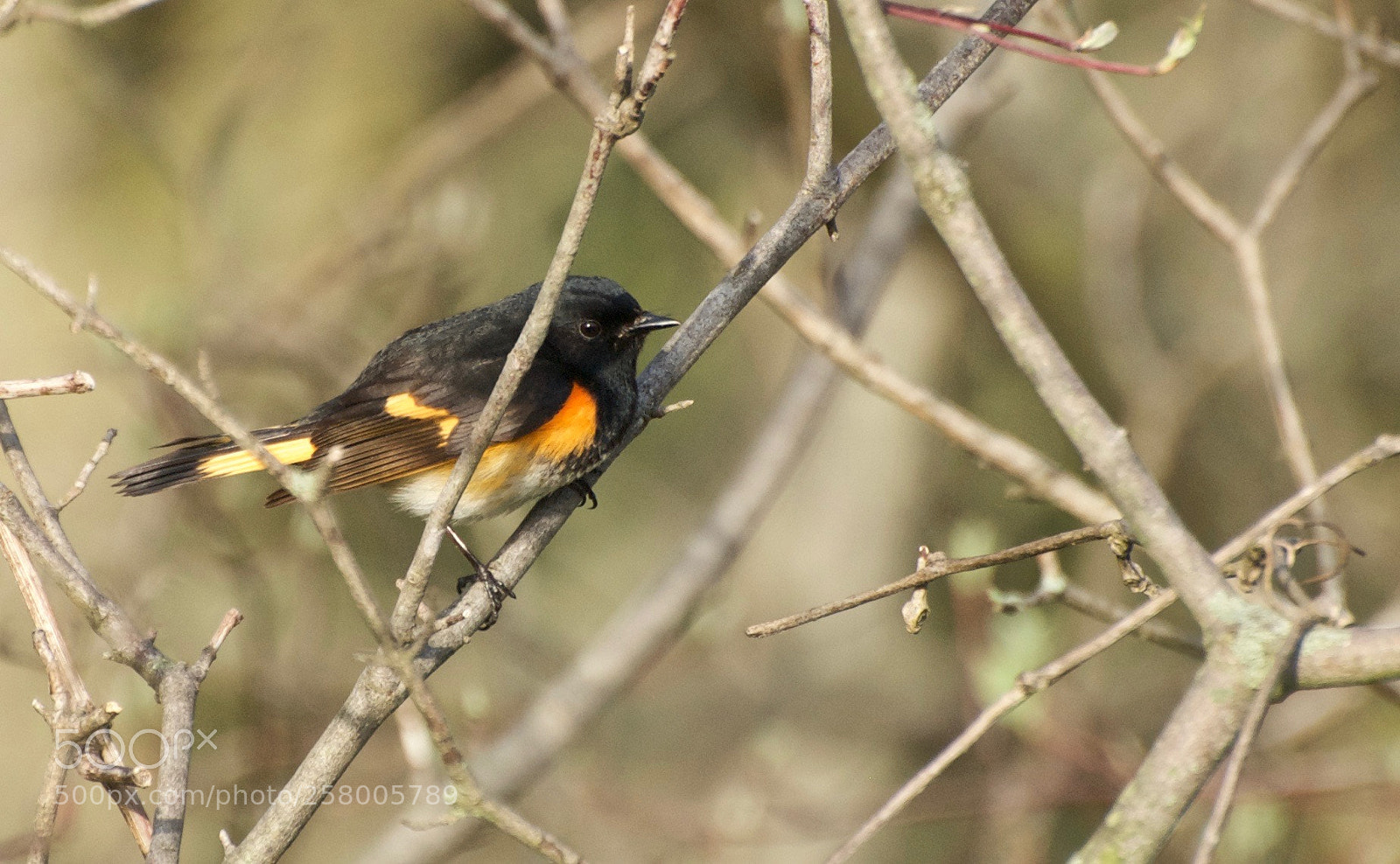 Nikon D80 sample photo. American redstart photography