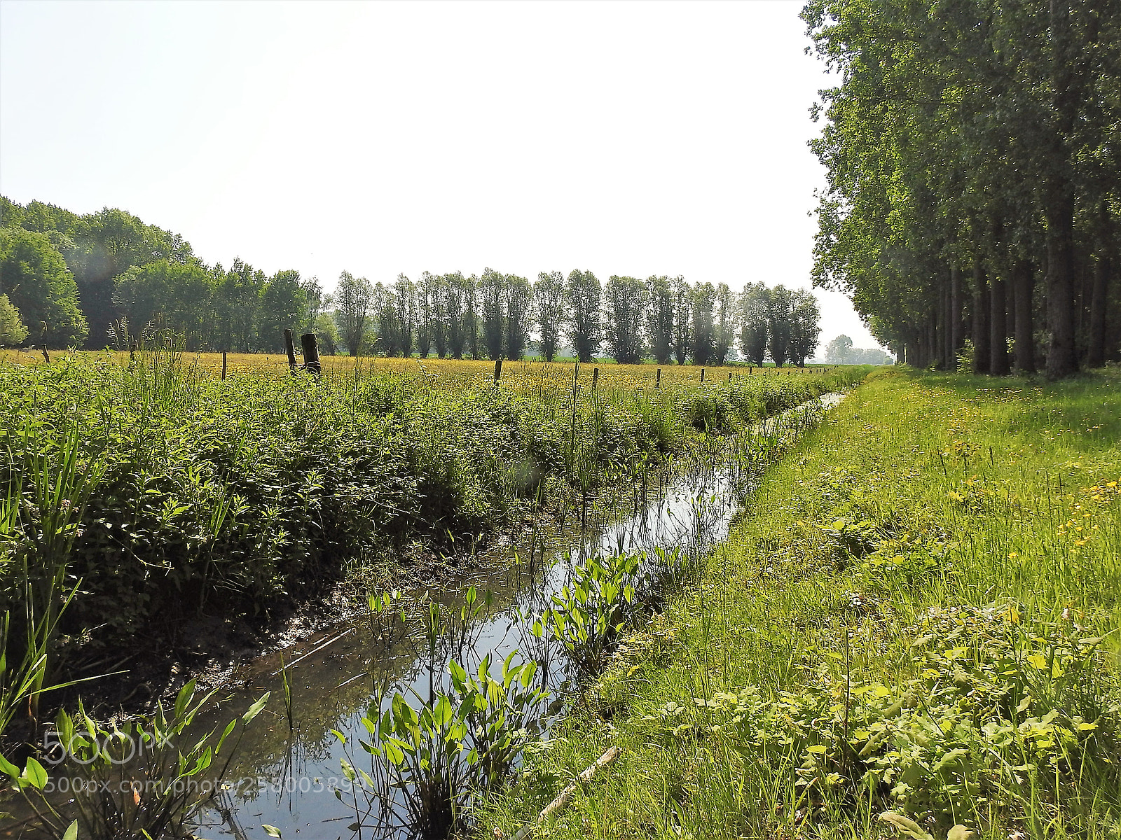 Nikon Coolpix P900 sample photo. Brabantse kouters photography
