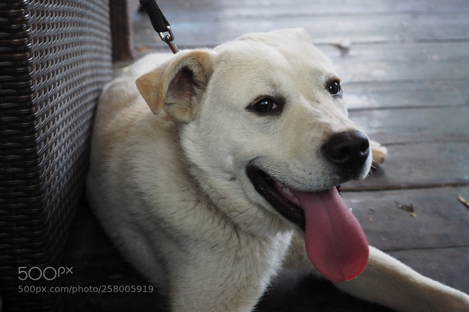 Olympus OM-D E-M5 II sample photo. His name is spike photography