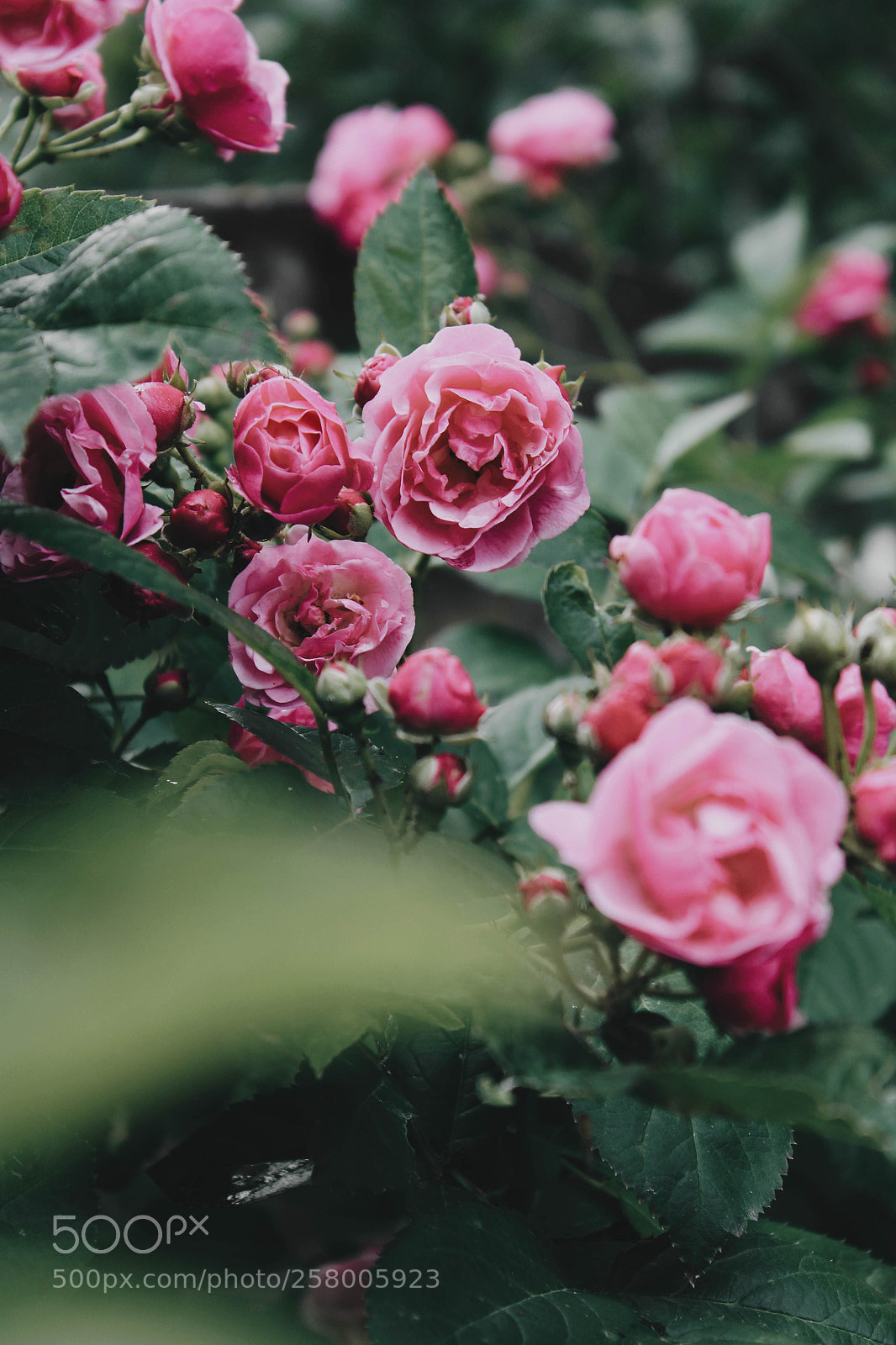 Canon EOS 1200D (EOS Rebel T5 / EOS Kiss X70 / EOS Hi) sample photo. Roses in my garden photography