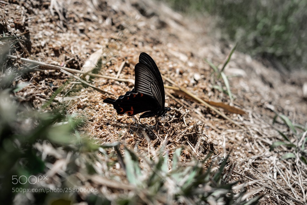 Nikon D5600 sample photo. Noir photography