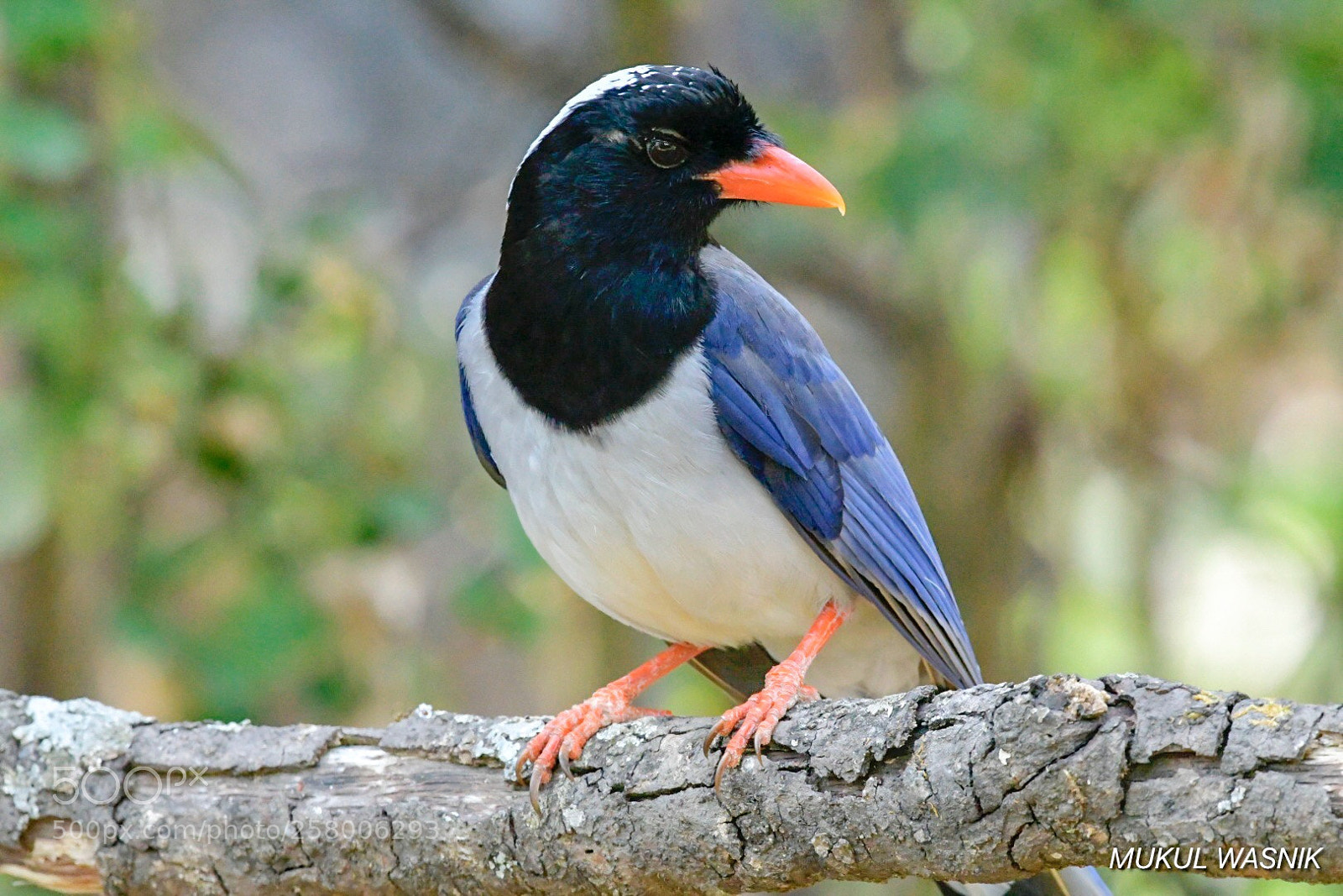Nikon D500 sample photo. Yellow-billed blue magpie  photography