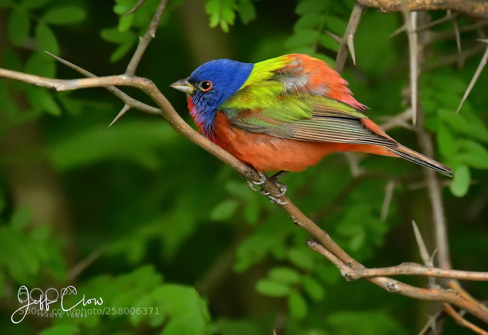 Nikon D500 sample photo. Feather fluff photography