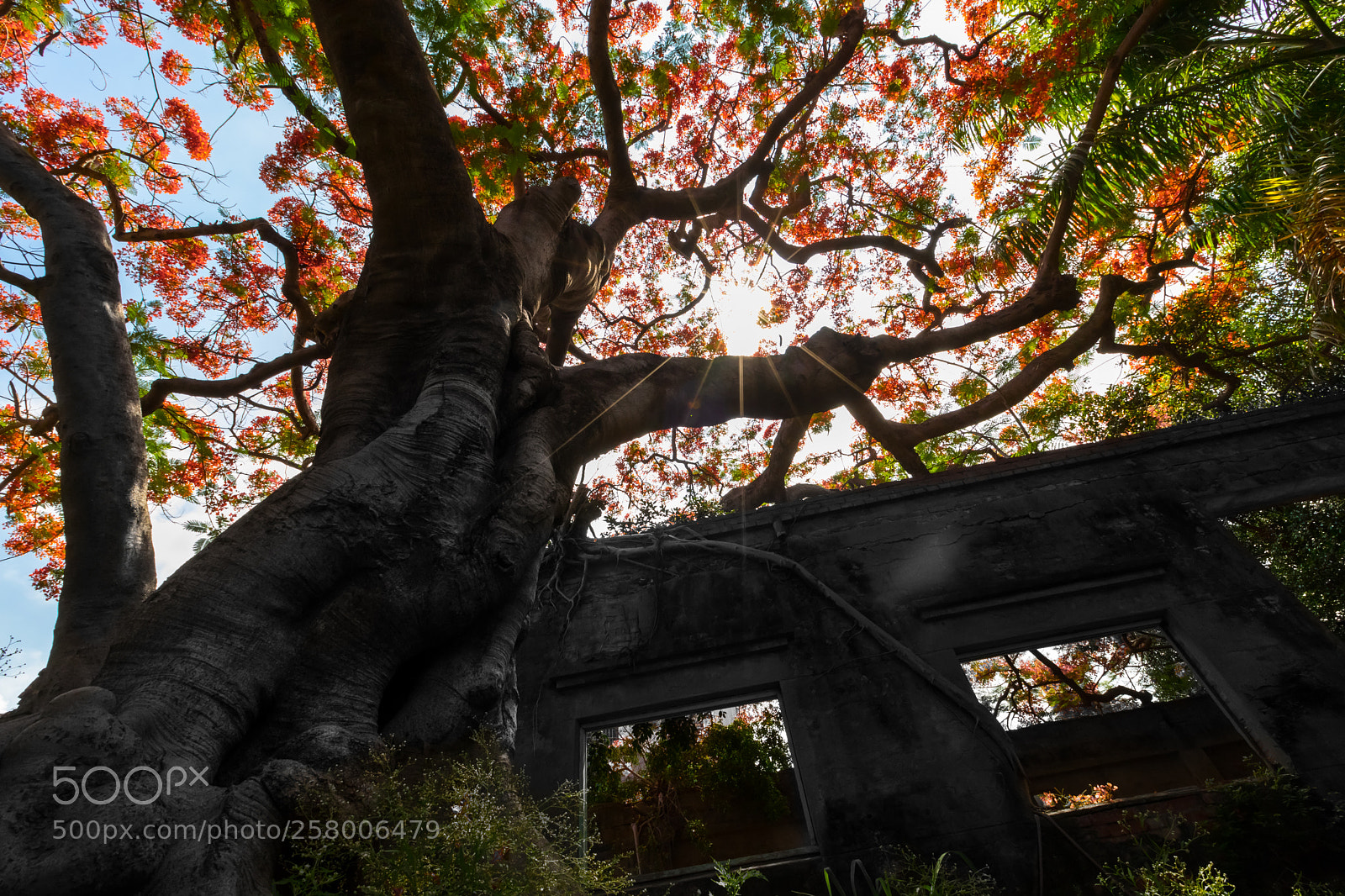 Canon EOS 6D Mark II sample photo. Untitled photography