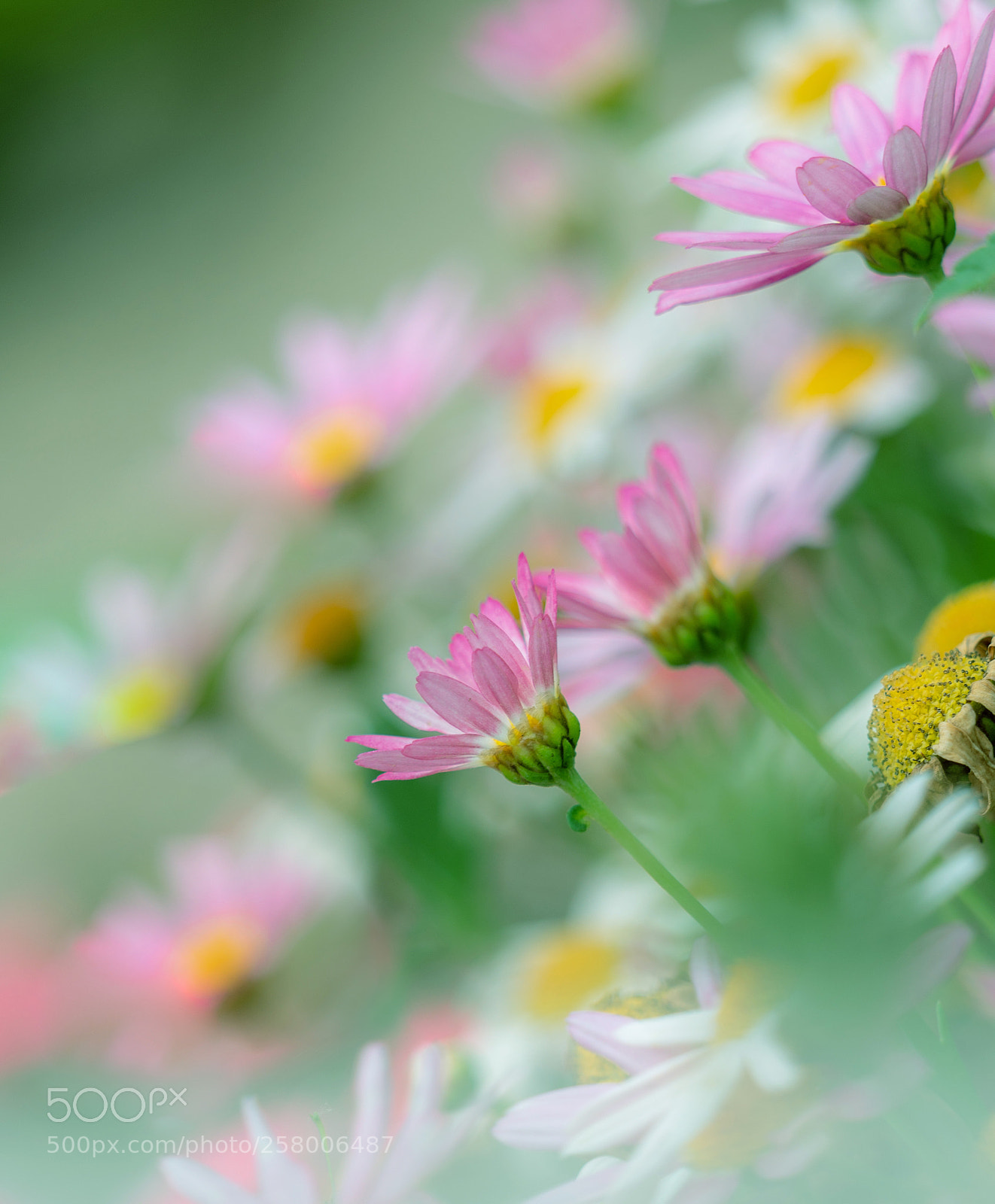 Sony a7R II sample photo. Margaretta photography
