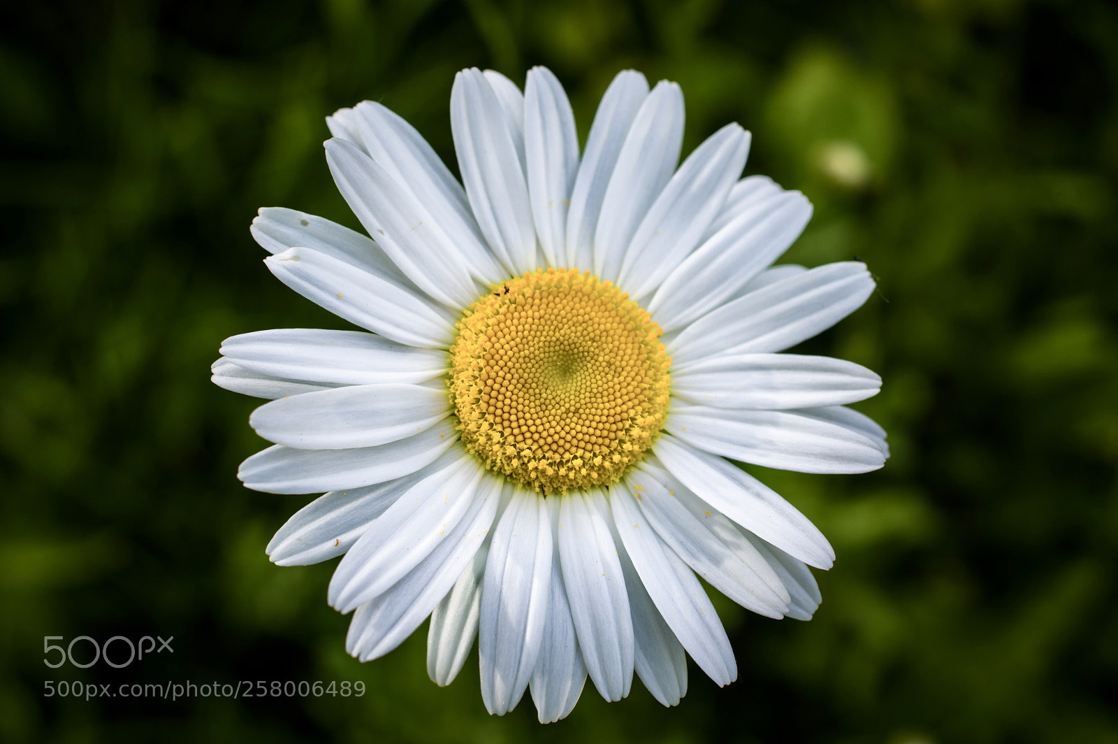 Pentax K-3 II sample photo. Untitled photography