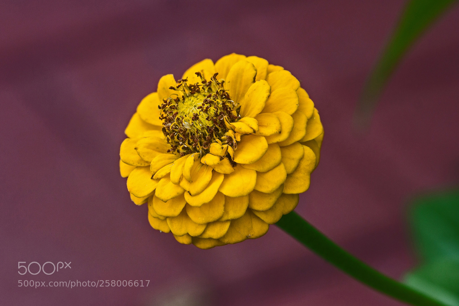 Canon EOS 700D (EOS Rebel T5i / EOS Kiss X7i) sample photo. Z-power photography