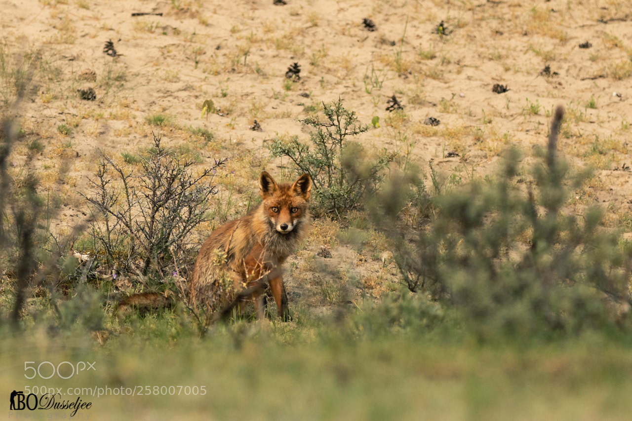 Canon EOS 80D sample photo. Fox 2 photography