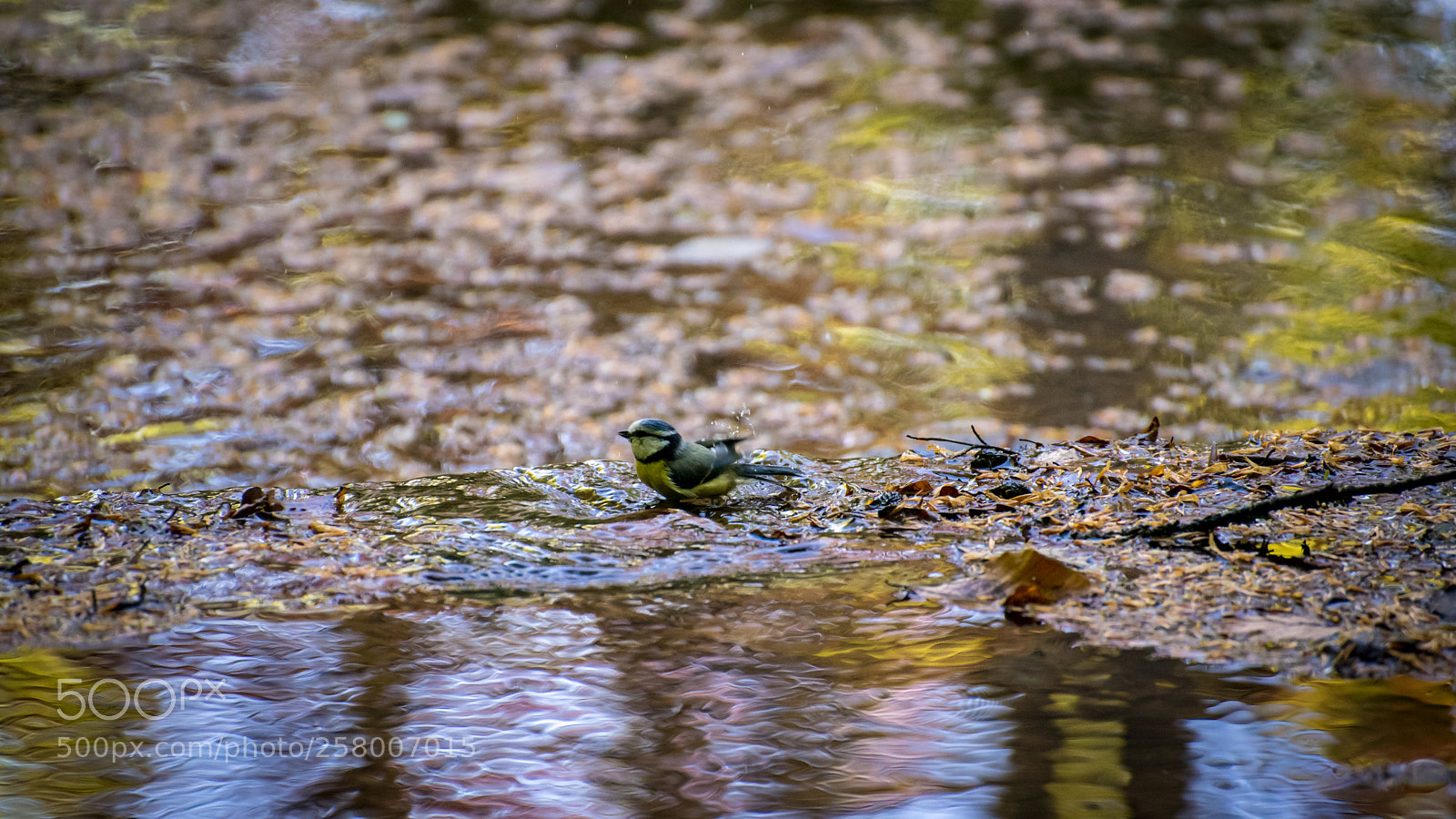 Nikon D750 sample photo. Birdie photography