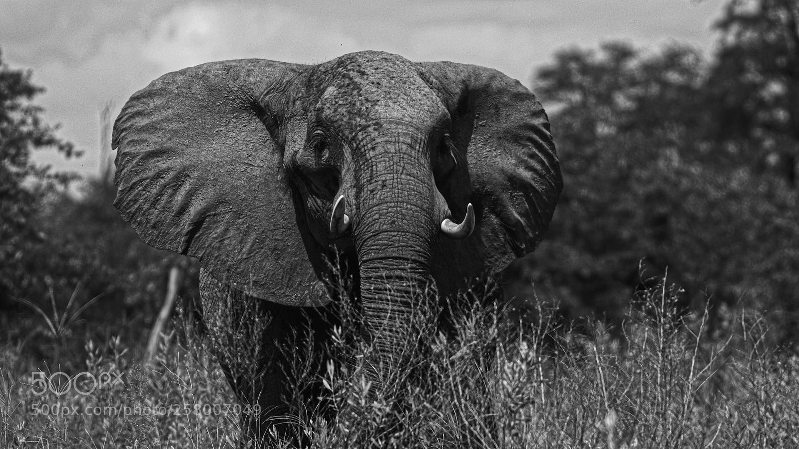 Nikon D500 sample photo. In plain sight photography