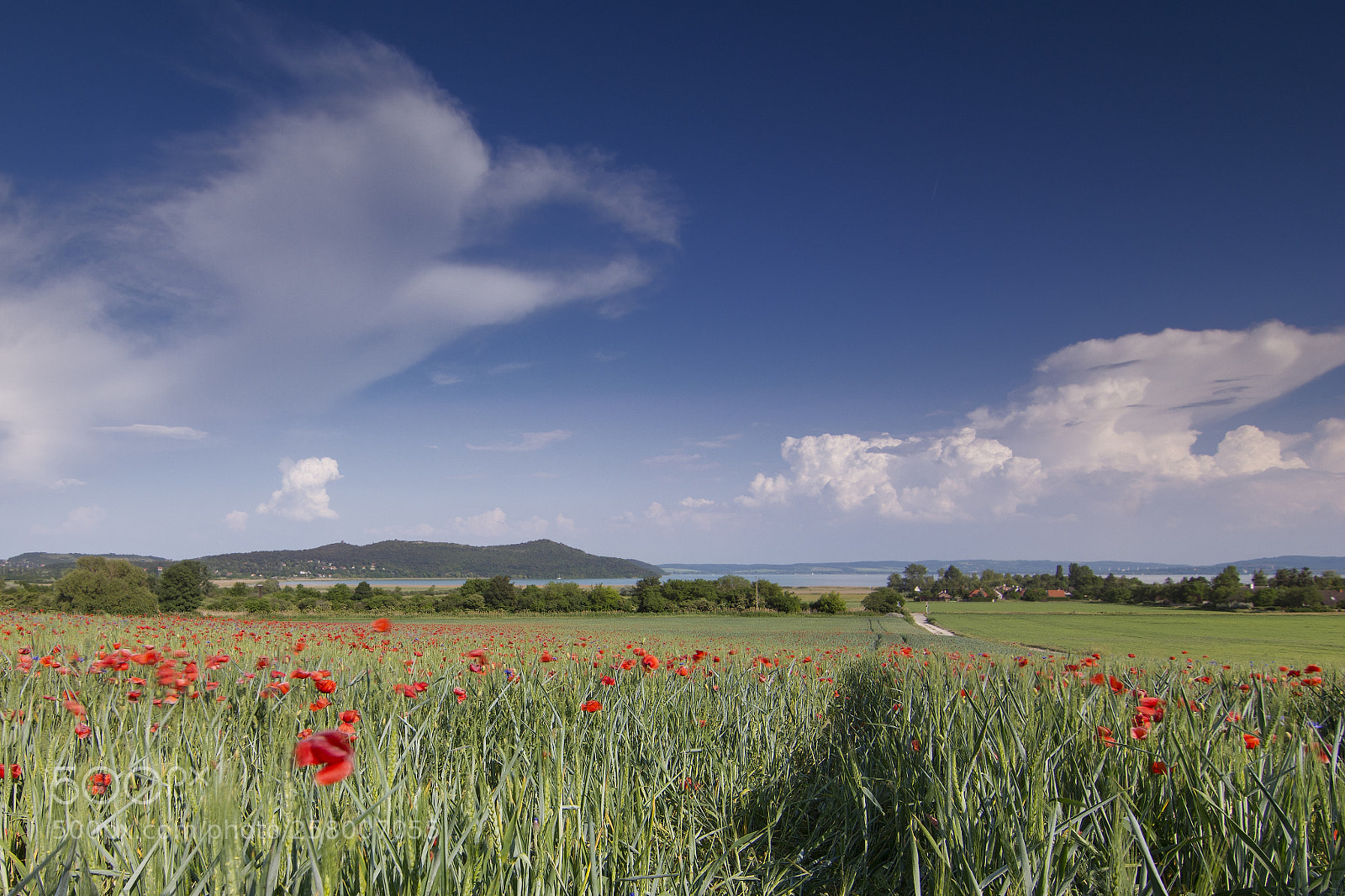 Nikon D7100 sample photo. Poppy field photography