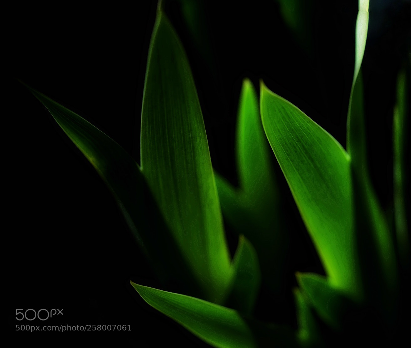 Sony a7 II sample photo. April grass photography