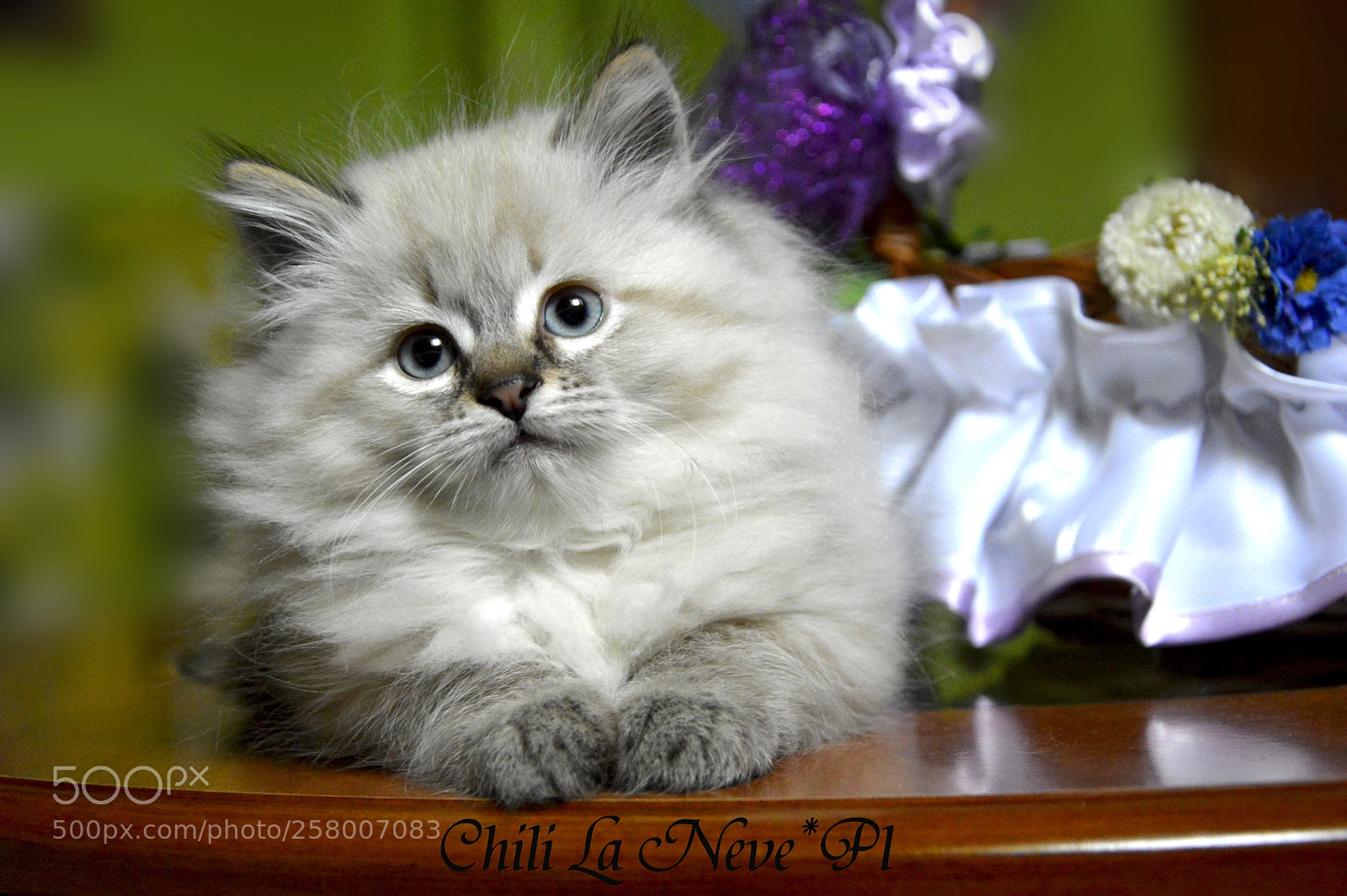 Nikon D3200 sample photo. Chili la neve*pl photography